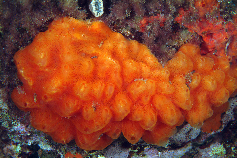 Aplidium nordmanni